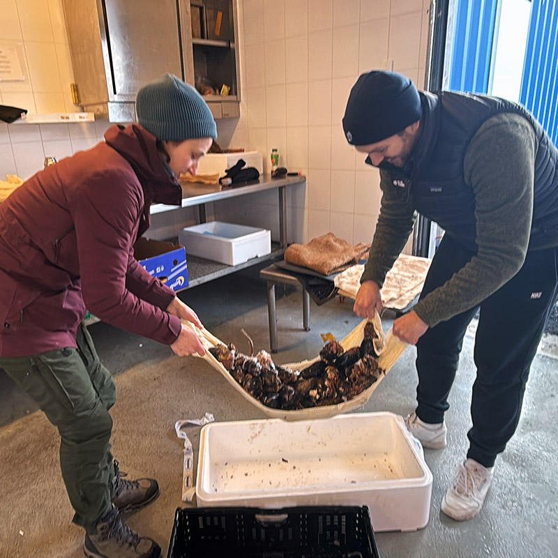 Juste en Matt testen de hechting van paardenmosselen