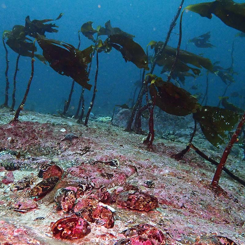 Het onderwaterlandschap met kelp © Jose M. Fariñas-Franco, ATU