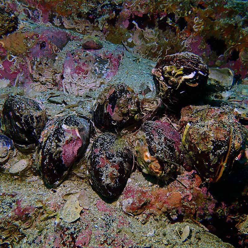 Paardenmosselen op het rif © Jose M. Fariñas-Franco, ATU