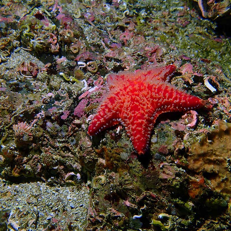 Zeester op het rif © Jose M. Fariñas-Franco, ATU