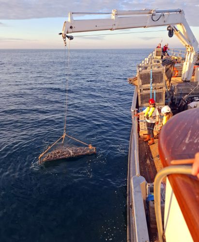 De paardenmosselen worden in kooien op de zeebodem geplaatst